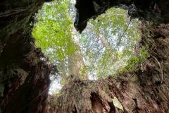 d42caafa-8188-45ae-9d91-cd38aeec4dc6