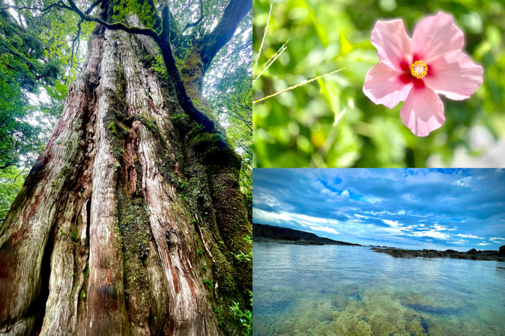 202504屋久島リトリート