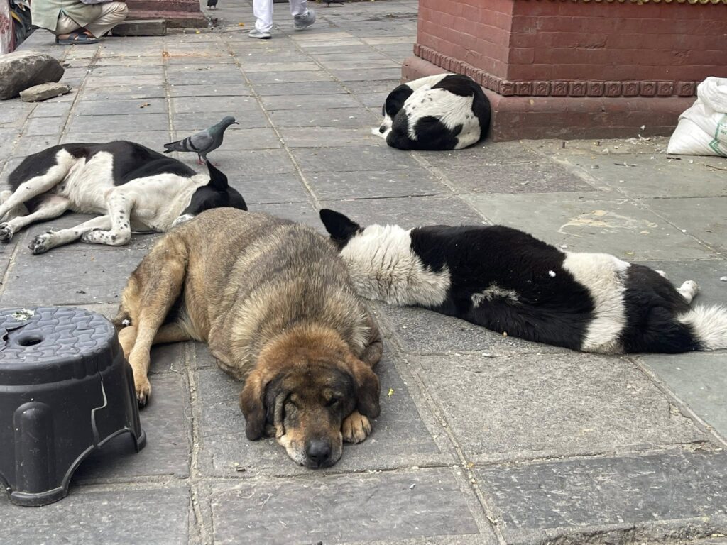 犬は昼間はほとんど寝てる